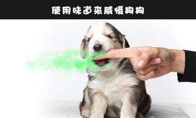 狗狗总是咬人怎么办