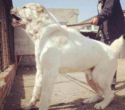 比特犬和中亚牧羊犬打架 十大战斗力最强的狗排名