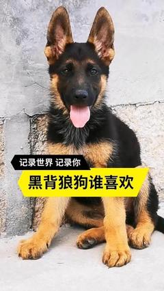 狼狗跟德牧的区别