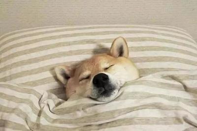 狗睡觉打呼什么原因